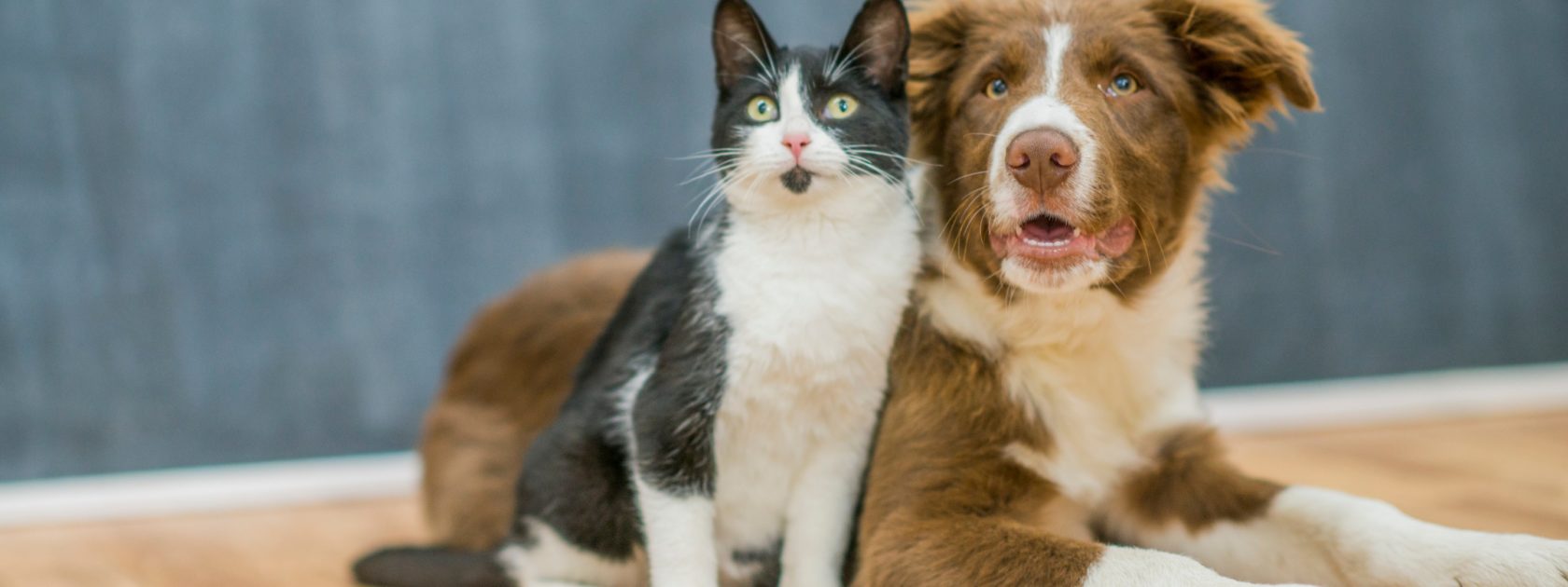 cute-cat-and-dog-portrait-picture-id1137572791 Süße Katze und süßer Hund