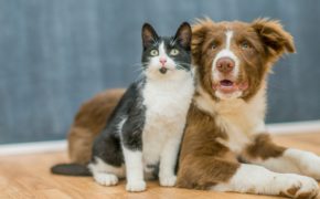 Süße Katze und süßer Hund