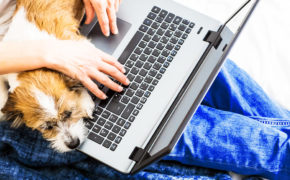 Hund und Computer