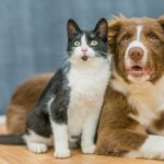 Katze und Hund auf Parkettboden