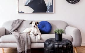 Ein kleiner Hund liegt auf einem Sofa.