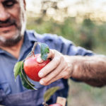 Ein Landwirt erntet Äpfel.