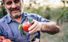 Ein Landwirt erntet Äpfel.