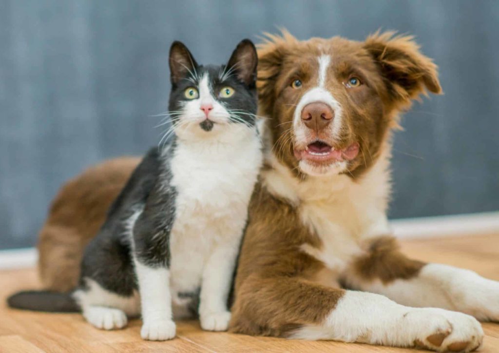 Tierversicherung, eine Katze und ein Hund sitzen zusammen und schauen hinauf zu ihrem Herrchen oder Frauchen